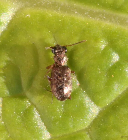 Asaphidion curtum - photo 2