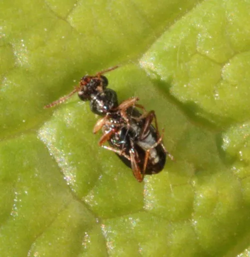Asaphidion curtum - photo 3