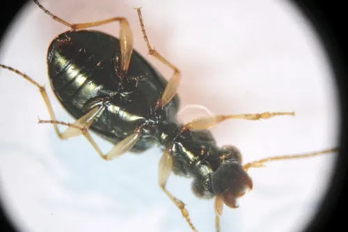 Asaphidion curtum - photo 4