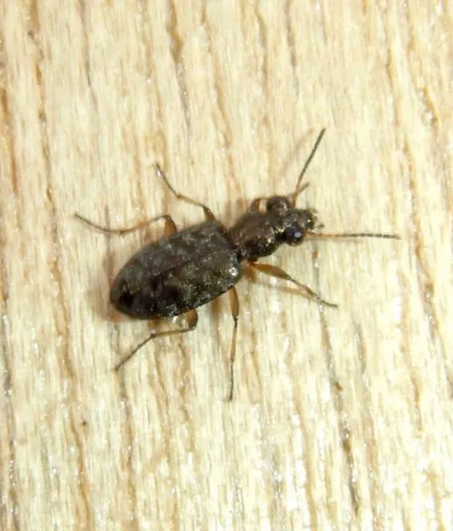 Asaphidion stierlini