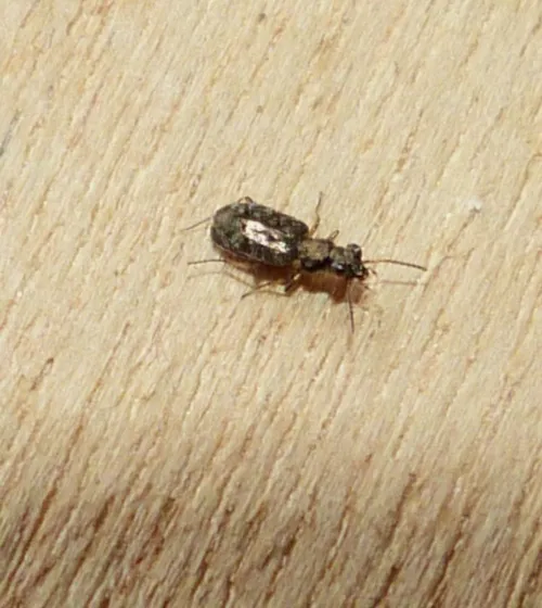 Asaphidion stierlini - photo 2