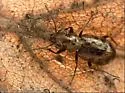 Asaphidion yukonense