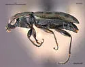 Asaphidion yukonense - photo 3