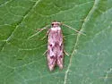Asaphocrita aphidiella-complex - Hodges#1171