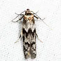 Asaphocrita aphidiella-complex - Hodges#1171 - photo 2