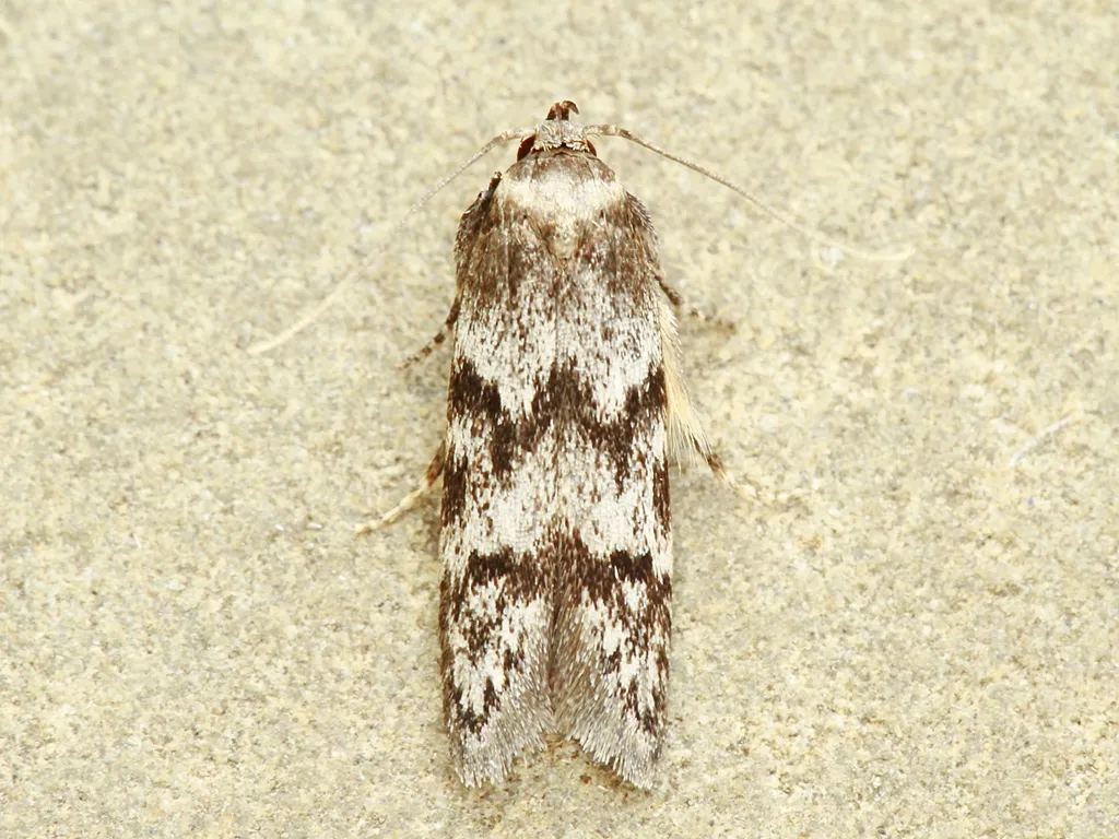 Asaphocrita aphidiella - photo 2