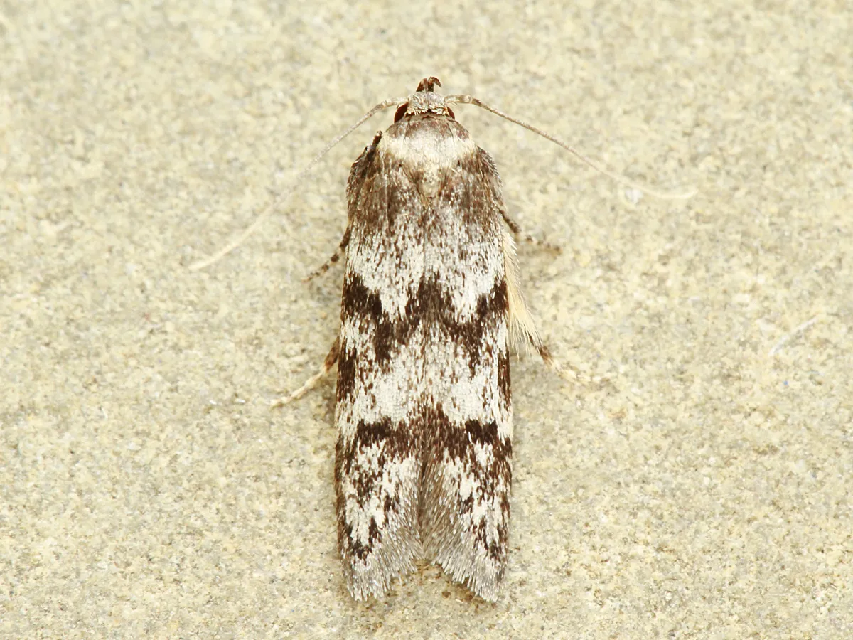 Asaphocrita aphidiella - photo 3