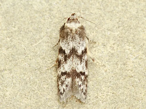 Asaphocrita aphidiella - photo 4