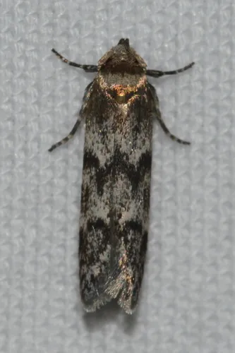 Asaphocrita aphidiella - photo 5