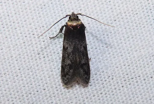 Asaphocrita aphidiella - photo 6