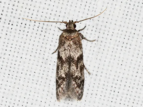 Asaphocrita aphidiella - photo 7