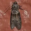 Asaphocrita busckiella-complex - Hodges#1174