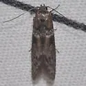 Asaphocrita busckiella-complex - Hodges#1174 - photo 2