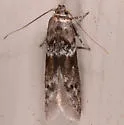 Asaphocrita busckiella-complex - Hodges#1174 - photo 3