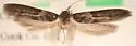 Asaphocrita busckiella-complex - Hodges#1174 - photo 4