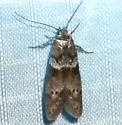 Asaphocrita busckiella-complex - Hodges#1174 - photo 5