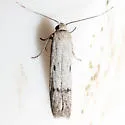 Asaphocrita irenica - Hodges#1193