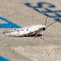 Asaphocrita irenica - Hodges#1193 - photo 4