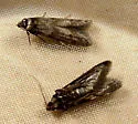 Asaphocrita nr-aphidiella-one - photo 2