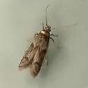 Asaphocrita nr-aphidiella-one - photo 3