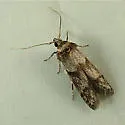 Asaphocrita nr-aphidiella-one - photo 4