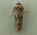 Asaphocrita nr-aphidiella-one - photo 5