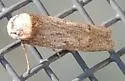 Asaphocrita nr-aphidiella-southeastern-species