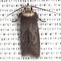 Asaphocrita nr-aphidiella-southeastern-species - photo 2