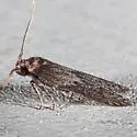Asaphocrita nr-aphidiella-southeastern-species - photo 3