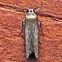Asaphocrita nr-aphidiella-southeastern-species - photo 4