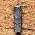 Asaphocrita nr-aphidiella-southeastern-species - photo 5