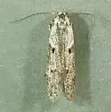 Asaphocrita unidentified-sp-one - photo 5