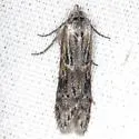 Asaphocrita unidentified-sp-two - Asaphocrita unidentified-sp-two
