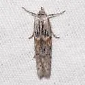 Asaphocrita unidentified-sp-two - photo 2