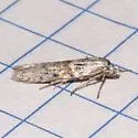 Asaphocrita unidentified-sp-two - photo 3
