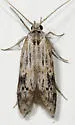 Asaphocrita unidentified-sp-two - photo 5