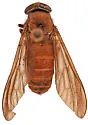 Asaphomyia floridensis - Asaphomyia floridensis