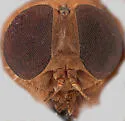 Asaphomyia floridensis - photo 3