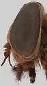 Asaphomyia floridensis - photo 4