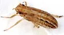 Asarcopus palmarum