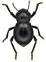 Asbolus laevis