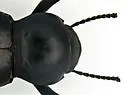 Asbolus laevis - photo 2