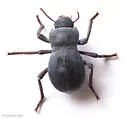 Asbolus mexicanus - photo 4
