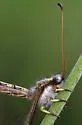 Ascaloptynx appendiculata