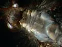 Ascaloptynx appendiculata - photo 2