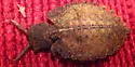 Ascaloptynx appendiculata - photo 3