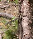 Ascaloptynx appendiculata - photo 5