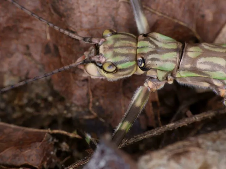 Aschiphasmatidae - photo 2