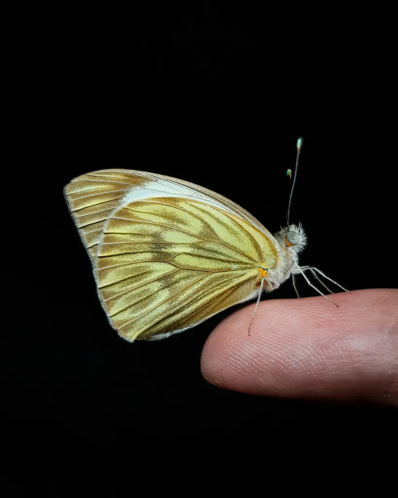 Great Southern White - photo 2