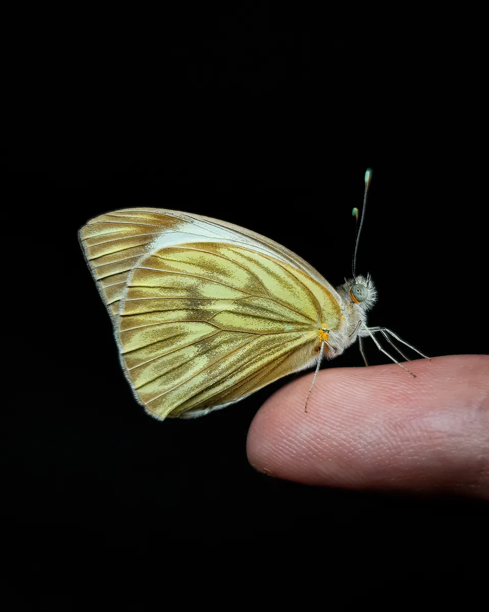 Great Southern White - photo 3
